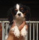 CACHORROS DE CAVALIER KING CHARLES 550 - mejor precio | unprecio.es