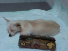 cachorros de chihuahua blancos con pedigri F.C.I, los padres pesan 900 gramos - mejor precio | unprecio.es