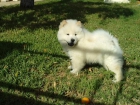 CHOW CHOW. - mejor precio | unprecio.es