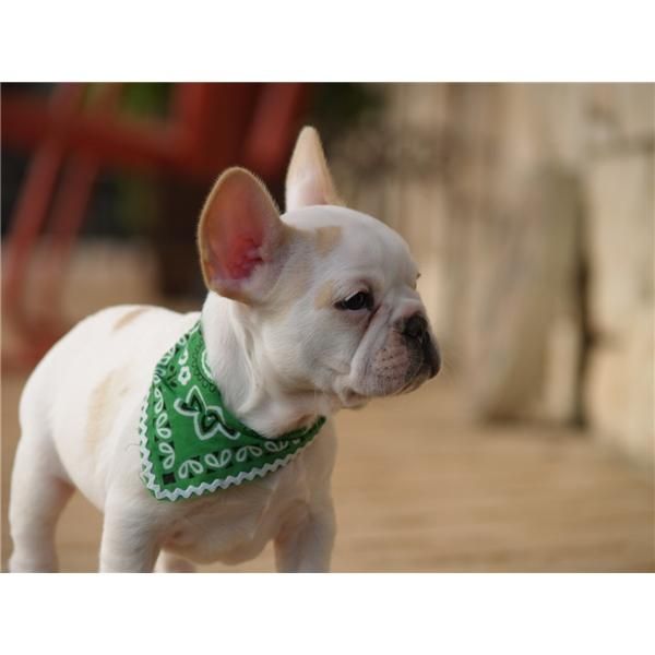 encantadora cachorros bulldog francés para la Navidad