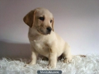 Labrador de estupenda calidad - mejor precio | unprecio.es