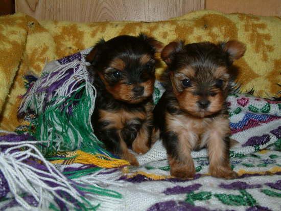 Regalo cachorros yorkie afectuosos