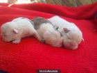 se vende cachoros de bulldogs ingles - mejor precio | unprecio.es