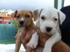 Se venden 2 cachorros de Stafford Americano - mejor precio | unprecio.es