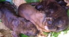 Se venden cachorritos boxers huérfanos - mejor precio | unprecio.es
