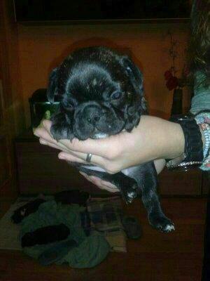 Cachorros de bulldog francés.