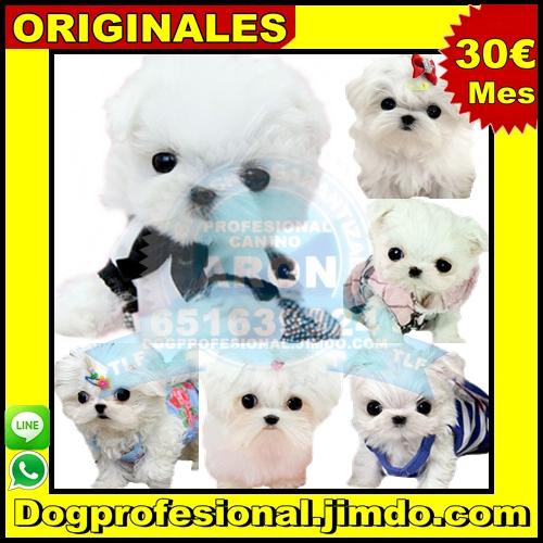 Bichon maltes toy en madrid tienda de cachorros