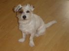 busco hembra jack russell terrier para aparear con macho - mejor precio | unprecio.es