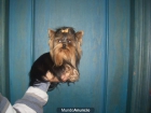 cachorritos toys nacionales de yorkshire terrier con pedigri de loe - mejor precio | unprecio.es