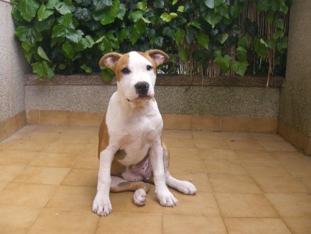 cachorros american staffordshire terrier