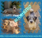 en adopcion:perro tamaño pequeño - mejor precio | unprecio.es