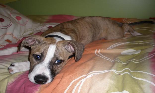 PERRO PERDIDO SADA A CORUÑA GANDARIO OLEIROS