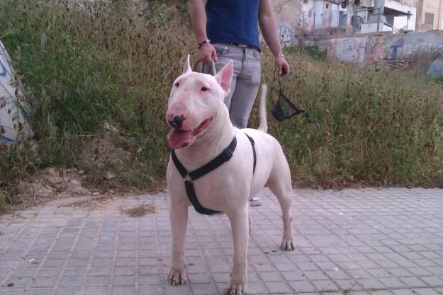 Regalo Bull terrier