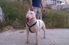 Regalo Bull terrier - mejor precio | unprecio.es