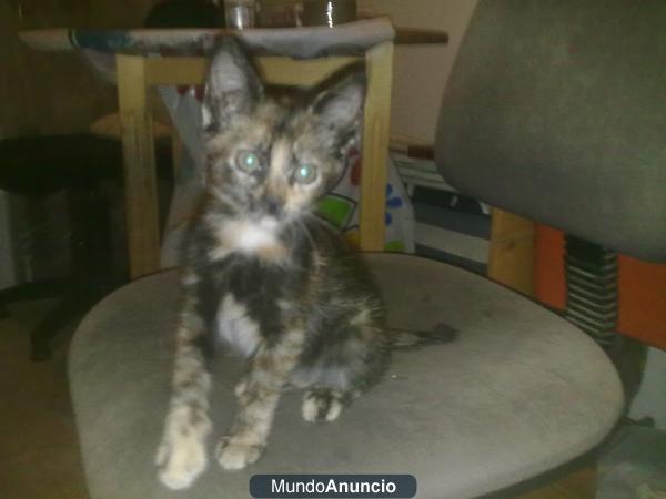 Regalo gatita