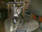Regalo gatita - mejor precio | unprecio.es