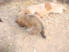 Regalo Perros - mejor precio | unprecio.es