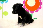 STAFFORDSHIRE BULL TERRIER  _ ( ENTREGA INSTANTANEA ) _ WWW.ANIMALFLOWER.COM _ Encantador cachorrito de compañia - mejor precio | unprecio.es