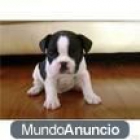 vendo bulldog frances mucho y hembra - Valencia - mejor precio | unprecio.es