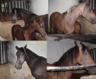 Vendo caballos y potrillos pura raza Murcia potros potrillas murcia caballos - mejor precio | unprecio.es