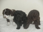 Vendo perros de agua - mejor precio | unprecio.es