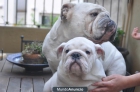 bulldog inglés para montas - mejor precio | unprecio.es