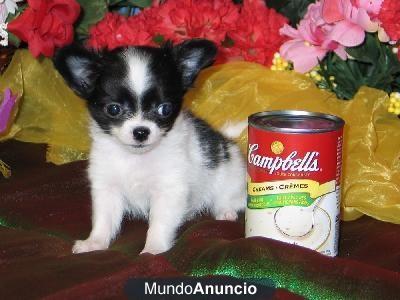 Chihuahua cachorros con pedigrí!