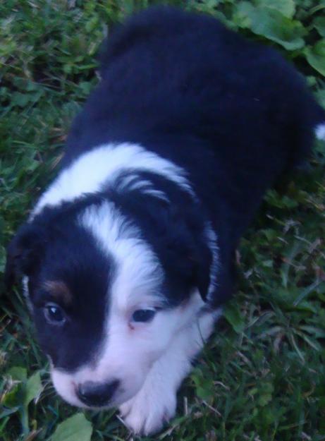 ÚLTIMA CACHORRITA BORDER COLLIE!!!!