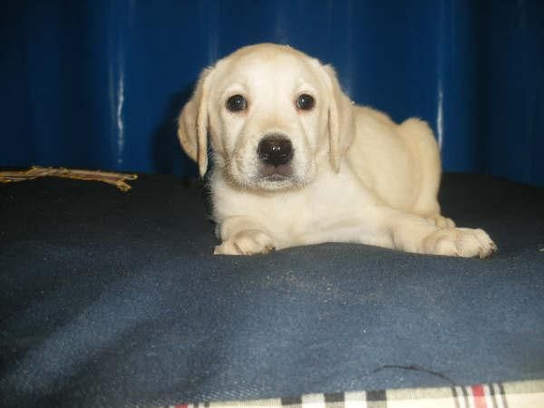 ¡Labrador , cachorros de primera!