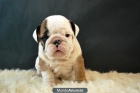 Bulldog ingleses excelentes lineas de cachorros con 2 meses - mejor precio | unprecio.es