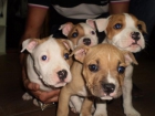 Camada American Staffordshire terrier - mejor precio | unprecio.es