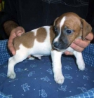 jack russel - mejor precio | unprecio.es