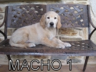 Preciosos machos Golden Retriever - mejor precio | unprecio.es