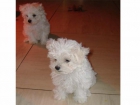 Se venden cachorros Bichon Maltes - mejor precio | unprecio.es