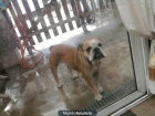 VENDO BULLDOG INGLES - mejor precio | unprecio.es