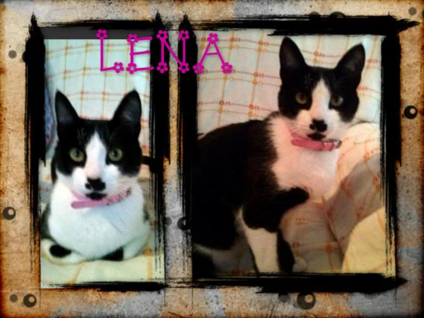 Lena, gatita casera y cariñosa, estaba en un portal y busca hogar