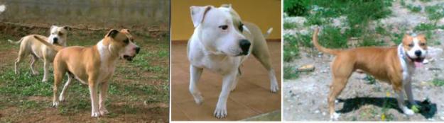 3 american staffordshire puros en adopción, sus dueños los abandonan