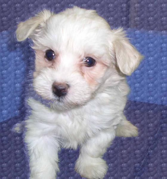 Bichón Maltés