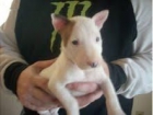 BULL TERRIER CACHORRO sólo tendrás que pagar por sus gastos de transporte para que se transportarán a usted - mejor precio | unprecio.es