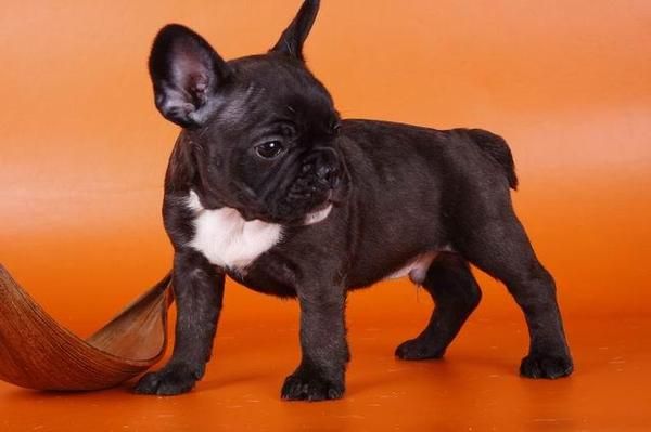Bulldog Francés
