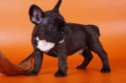 Bulldog Francés - mejor precio | unprecio.es