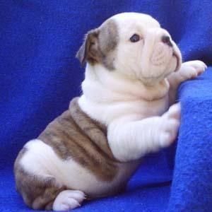 BULLDOG INGLES SIN CESAREA 250 E