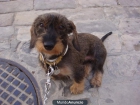 Busco Macho Teckel Miniatura de pelo duro para montar a mi hembra de 4 kilos. - mejor precio | unprecio.es