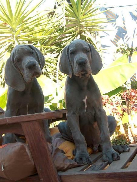 Cachorro dogo alemán azul y negro