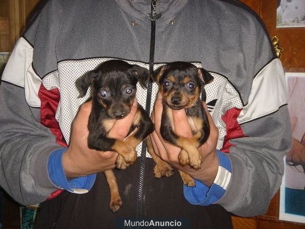 CACHORROS DE PINSCHER MINIATURA 490