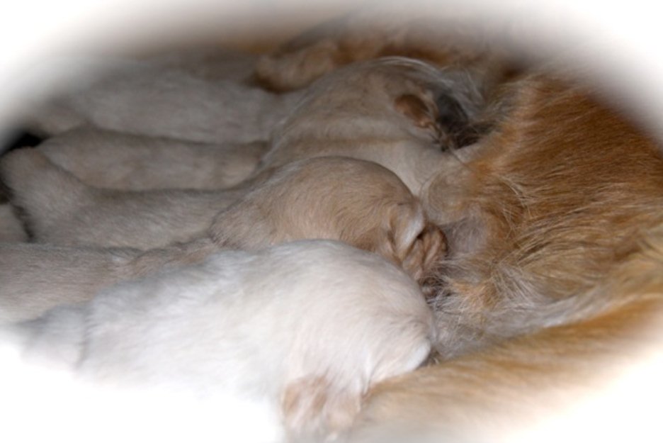 Cachorros golden retriever