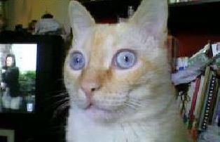 Charly, gatito busca familia