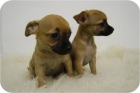 Machos y hembras de Chihuahua en color beige. - mejor precio | unprecio.es