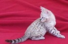 Nieve macho gatito Savannah (11 semanas) - mejor precio | unprecio.es