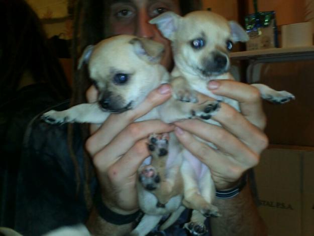 Preciosas chihuahuas hembras